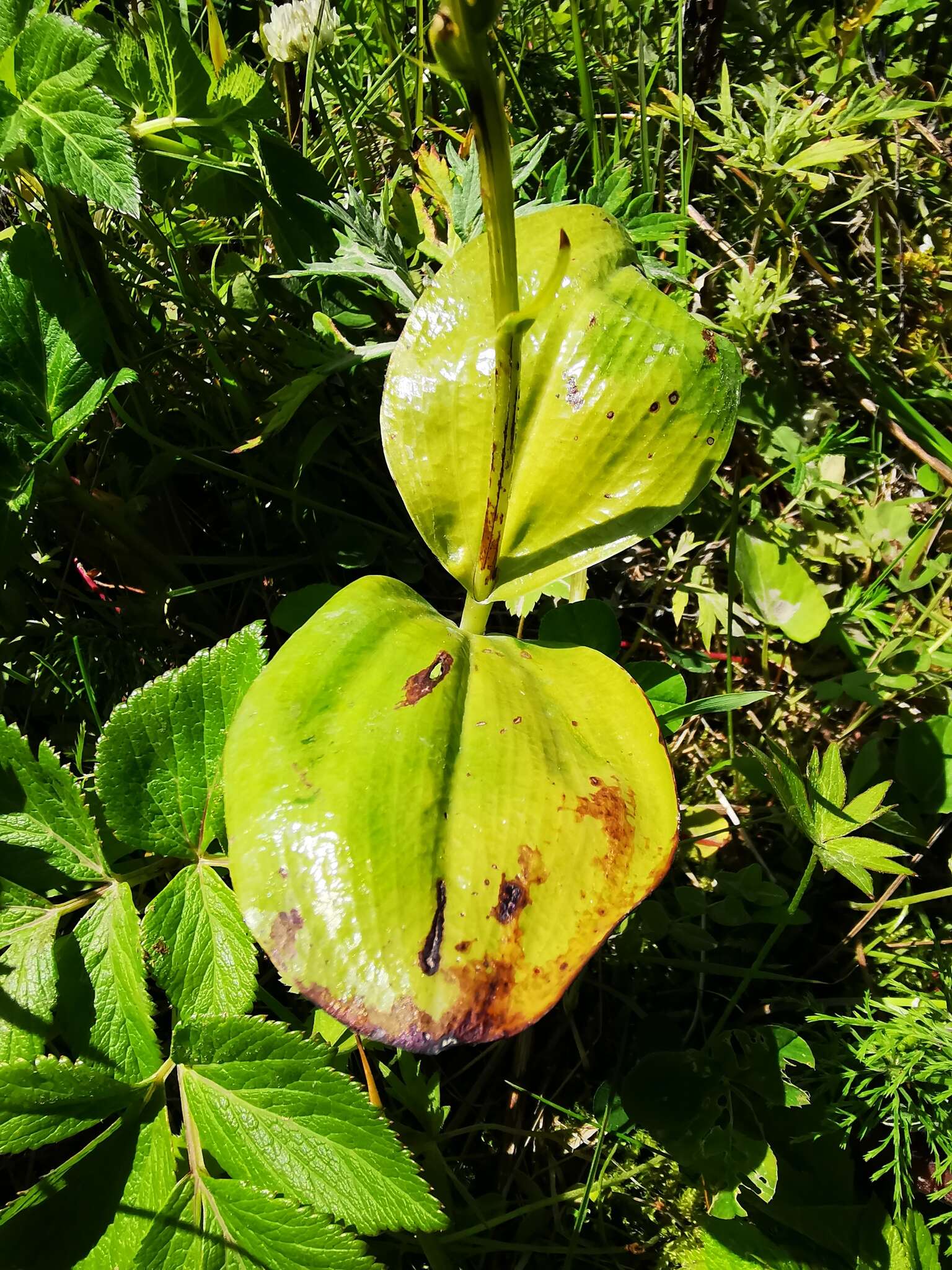 Слика од Platanthera chorisiana (Cham.) Rchb. fil.