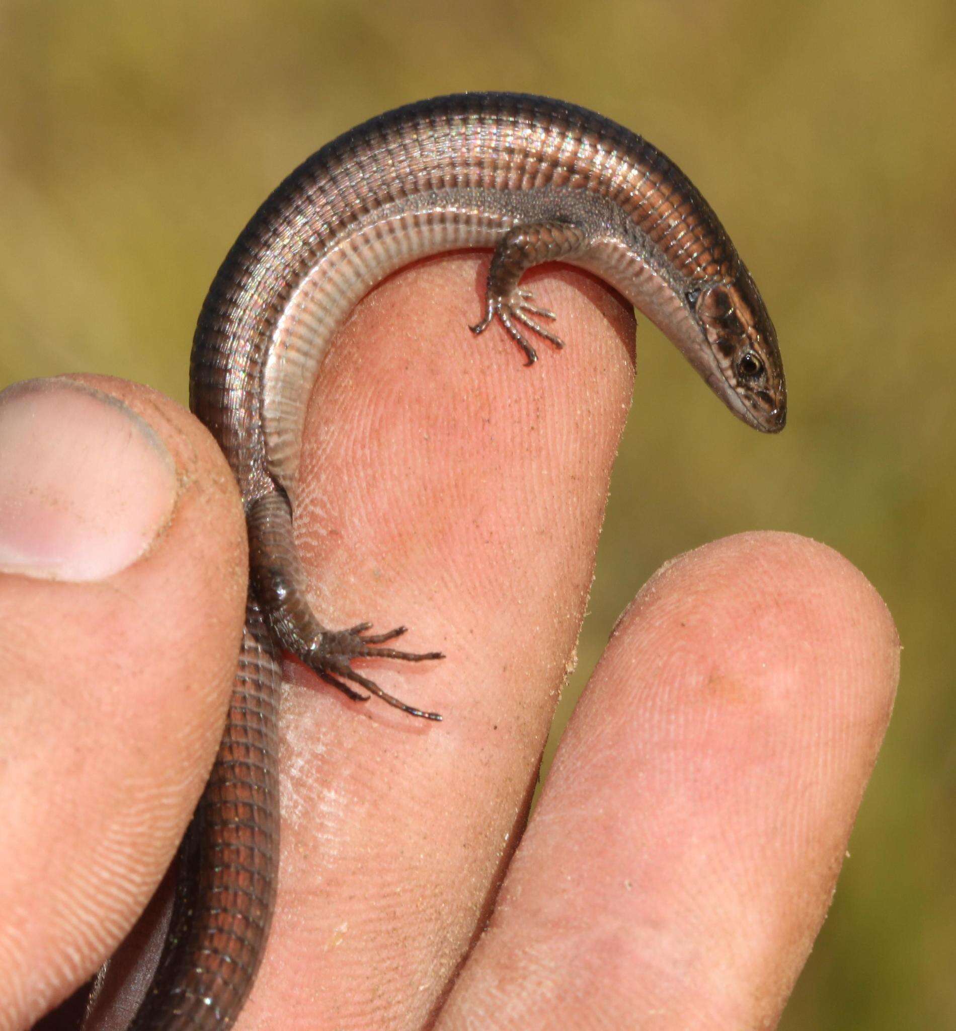Image of Five-toed Whip Lizard
