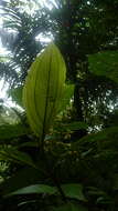 Image de Miconia albertobrenesii Gamba & Almeda