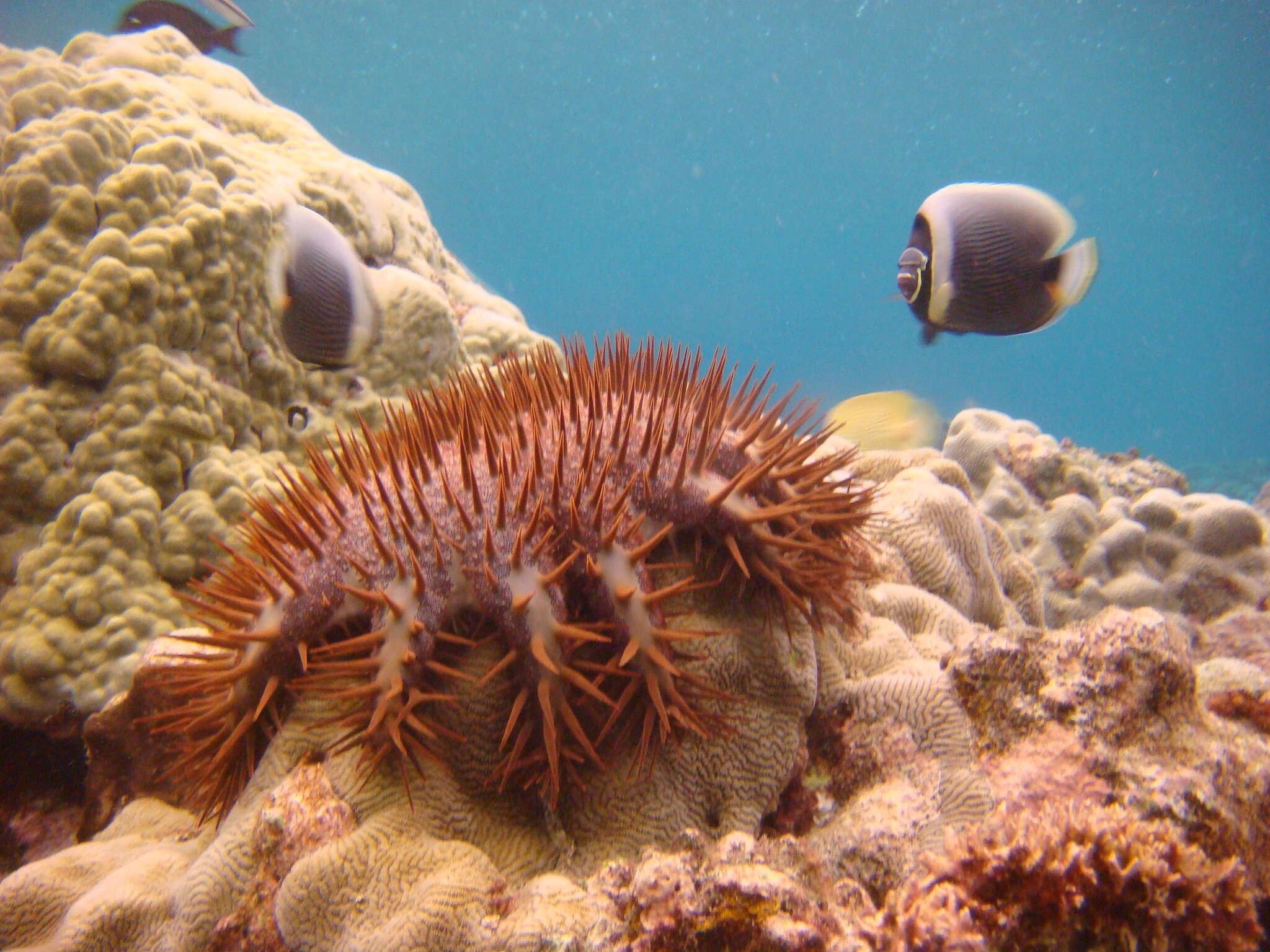 Image of Black Butterflyfish