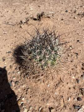 Plancia ëd Pediocactus sileri (Engelm. ex J. M. Coult.) L. D. Benson