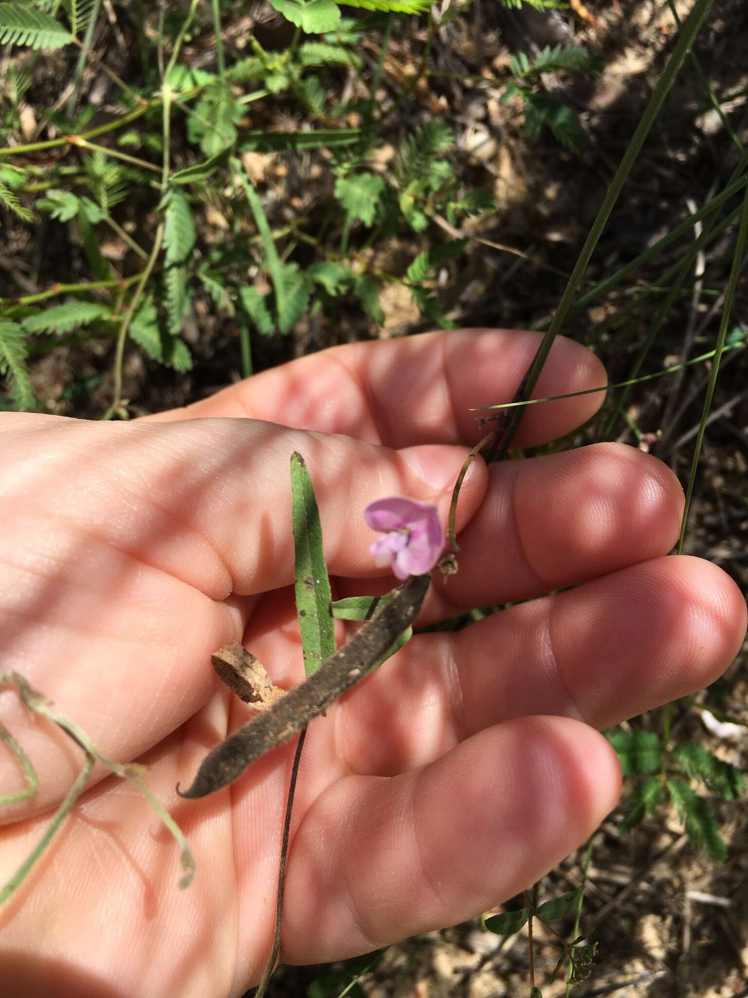 Image de Strophostyles leiosperma (Torr. & A. Gray) Piper