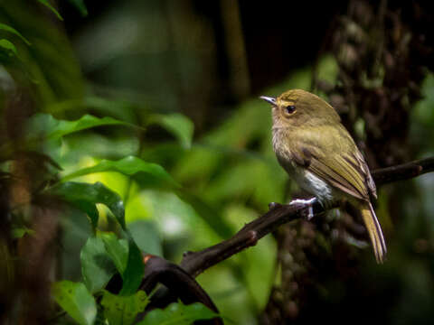 Image of Drab-breasted Bamboo Tyrant