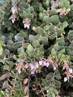 Sivun Arctostaphylos edmundsii Howell kuva