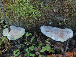 Image of Sarcodontia spumea (Sowerby) Spirin 2001