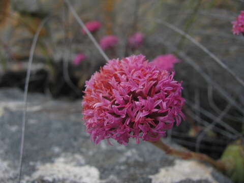 Image of Crassula cremnophila E. van Jaarsveld & A. E. van Wyk