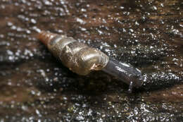 Image of Tree snail