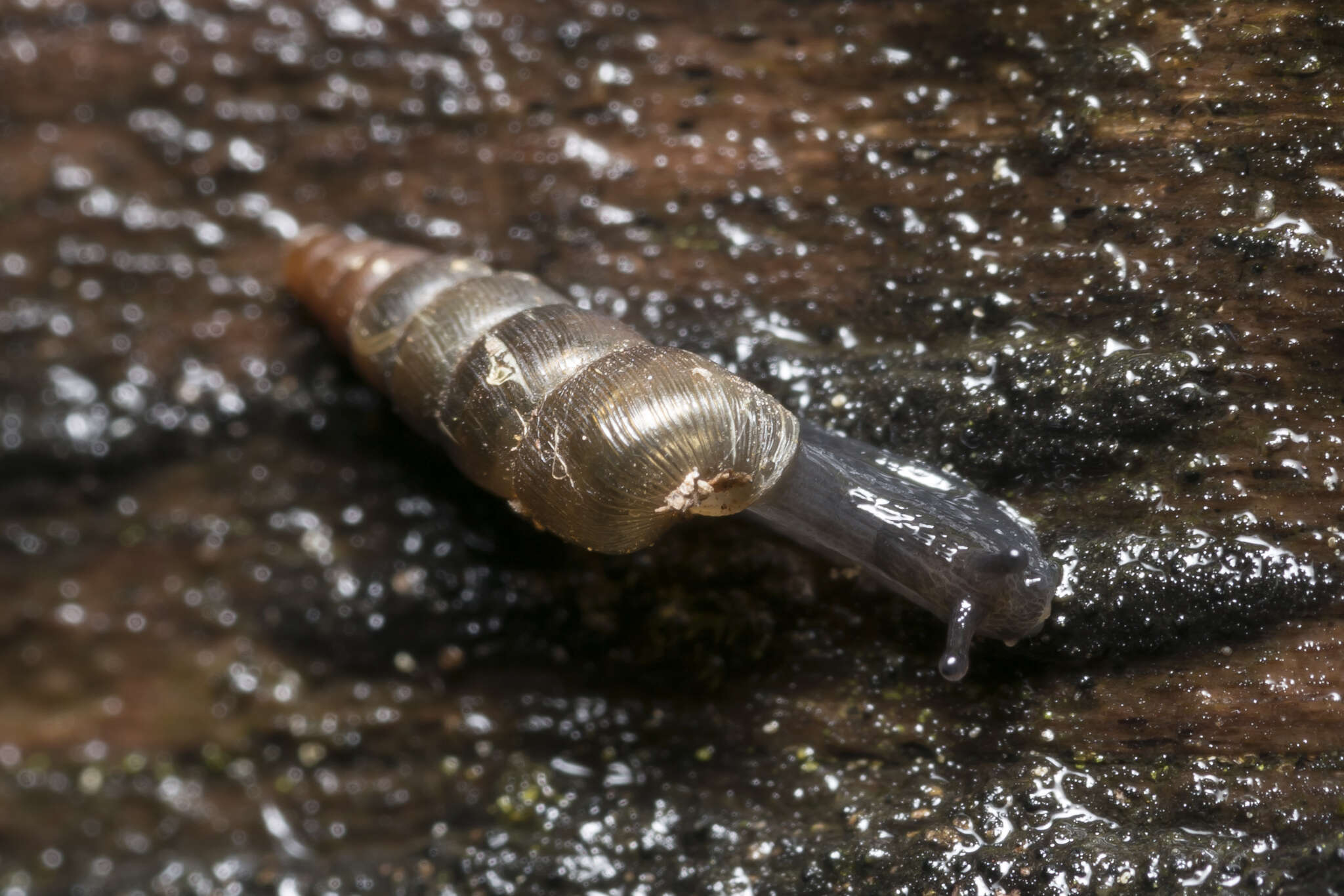 Image of Tree snail