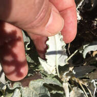 Image of San Nicolas Island buckwheat