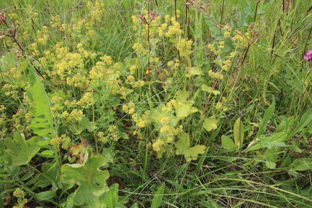 Image of Alchemilla sarmatica Juz.