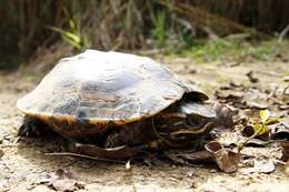 Image of Malayan snail-eating turtle