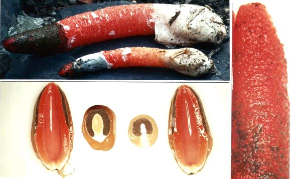 Image of Elegant stinkhorn