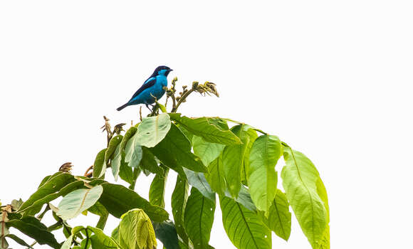 Image of Turquoise Dacnis