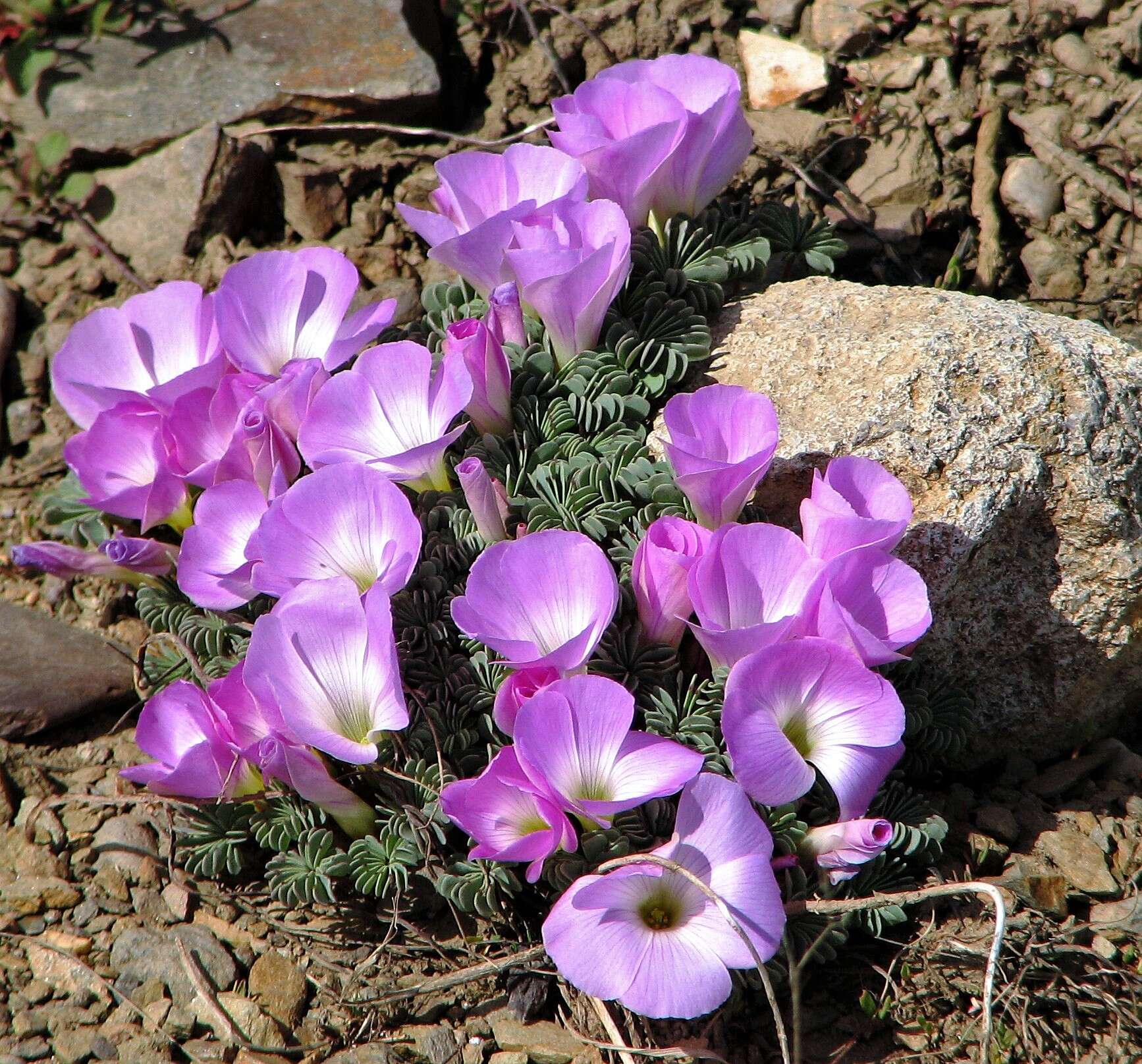 Слика од Oxalis adenophylla Gill.