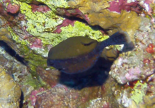 Image of Bluetail trunkfish