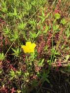 Ludwigia grandiflora var. hexapetala (Hook. & Arn.) D. B. Ward resmi