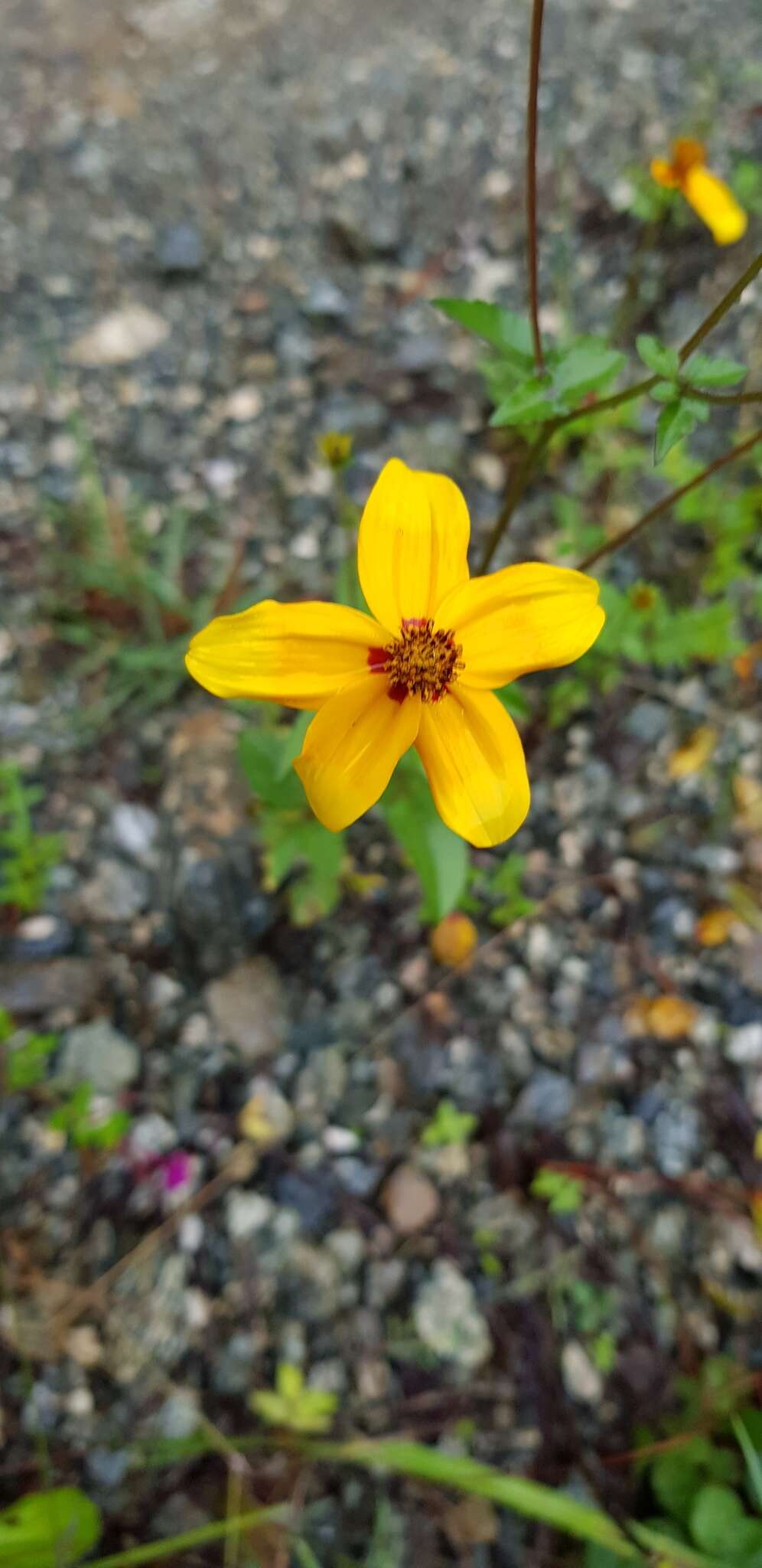 Image of Bidens bicolor Greenm.