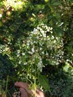 Image of hammock snakeroot