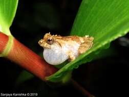 Image of Pseudophilautus singu (Meegaskumbura, Manamendra-Arachchi & Pethiyagoda 2009)