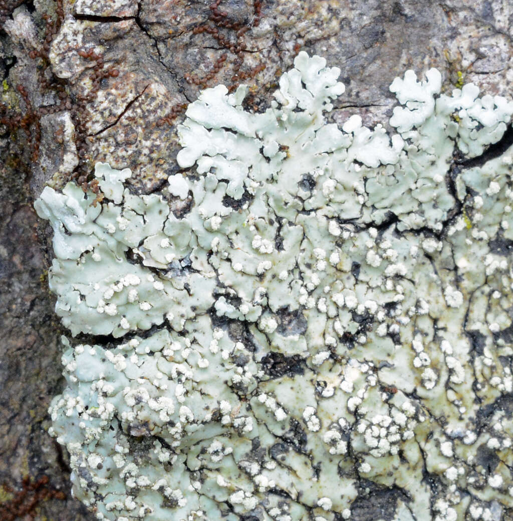 Image of pyxine lichen