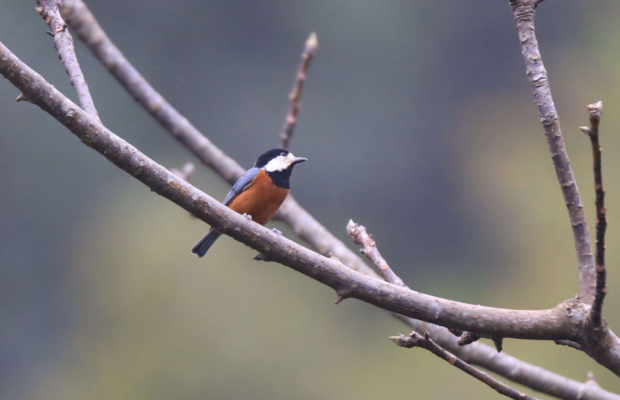 Image of Chestnut-bellied Tit