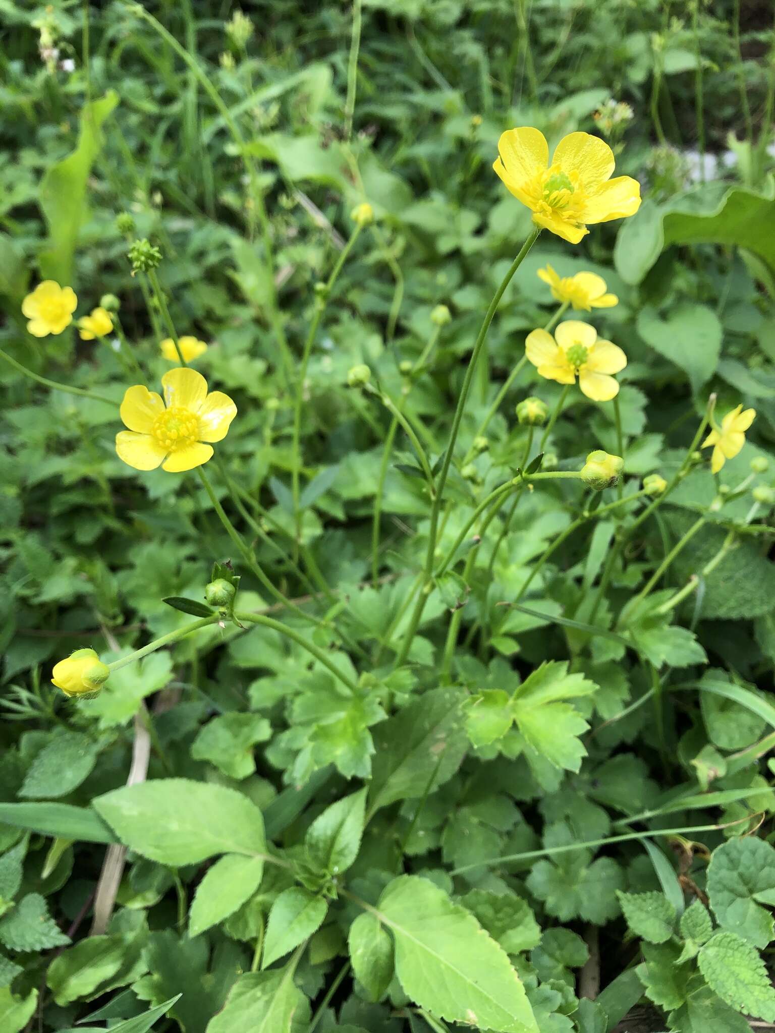 صورة Ranunculus japonicus Thunb.