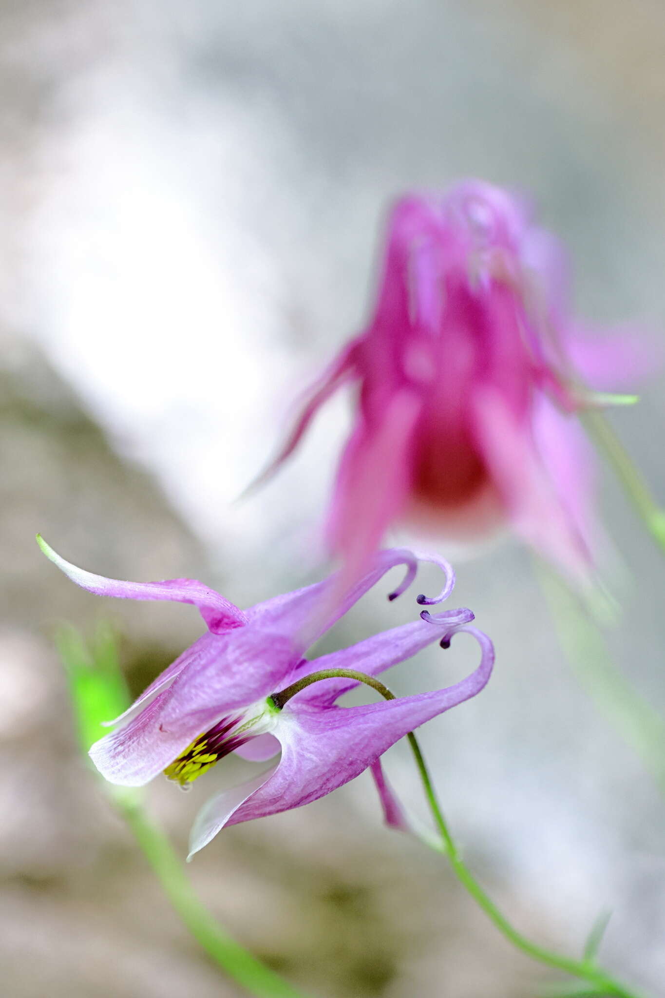 Image of Aquilegia yabeana Kitag.