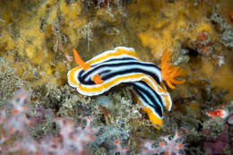 Image de Chromodoris magnifica (Quoy & Gaimard 1832)