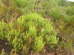 Plancia ëd Leucadendron linifolium (Jacq.) R. Br.