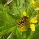 Image of Syrphus attenuatus Hine 1922