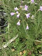 Image of cuckoo flower