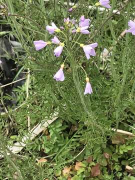 Image of cuckoo flower