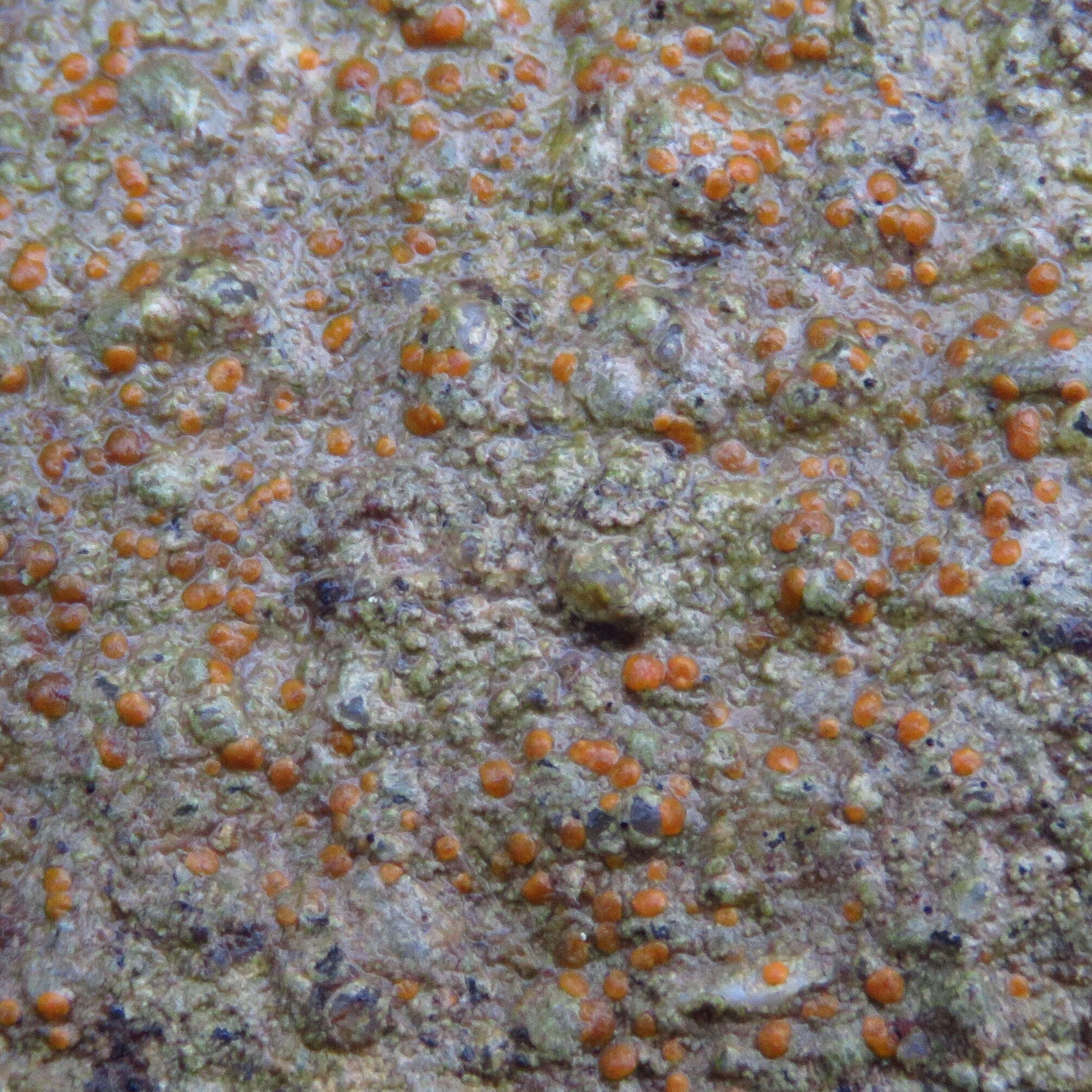 Protoblastenia rupestris (Scop.) J. Steiner的圖片