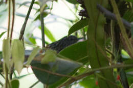 Image of East Andean Antbird