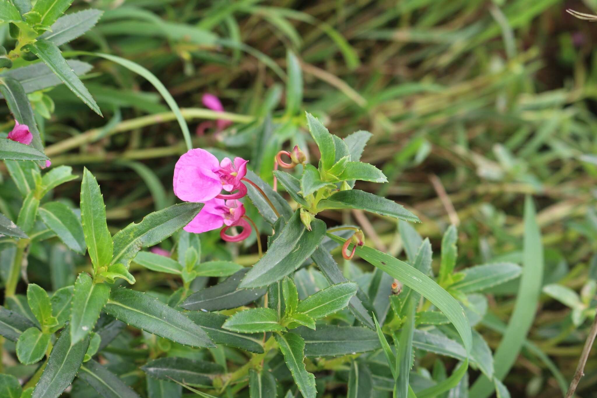 Impatiens chinensis L. resmi