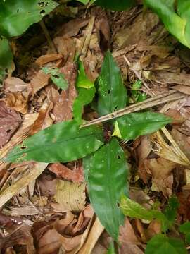 Слика од Floscopa robusta (Seub.) C. B. Clarke