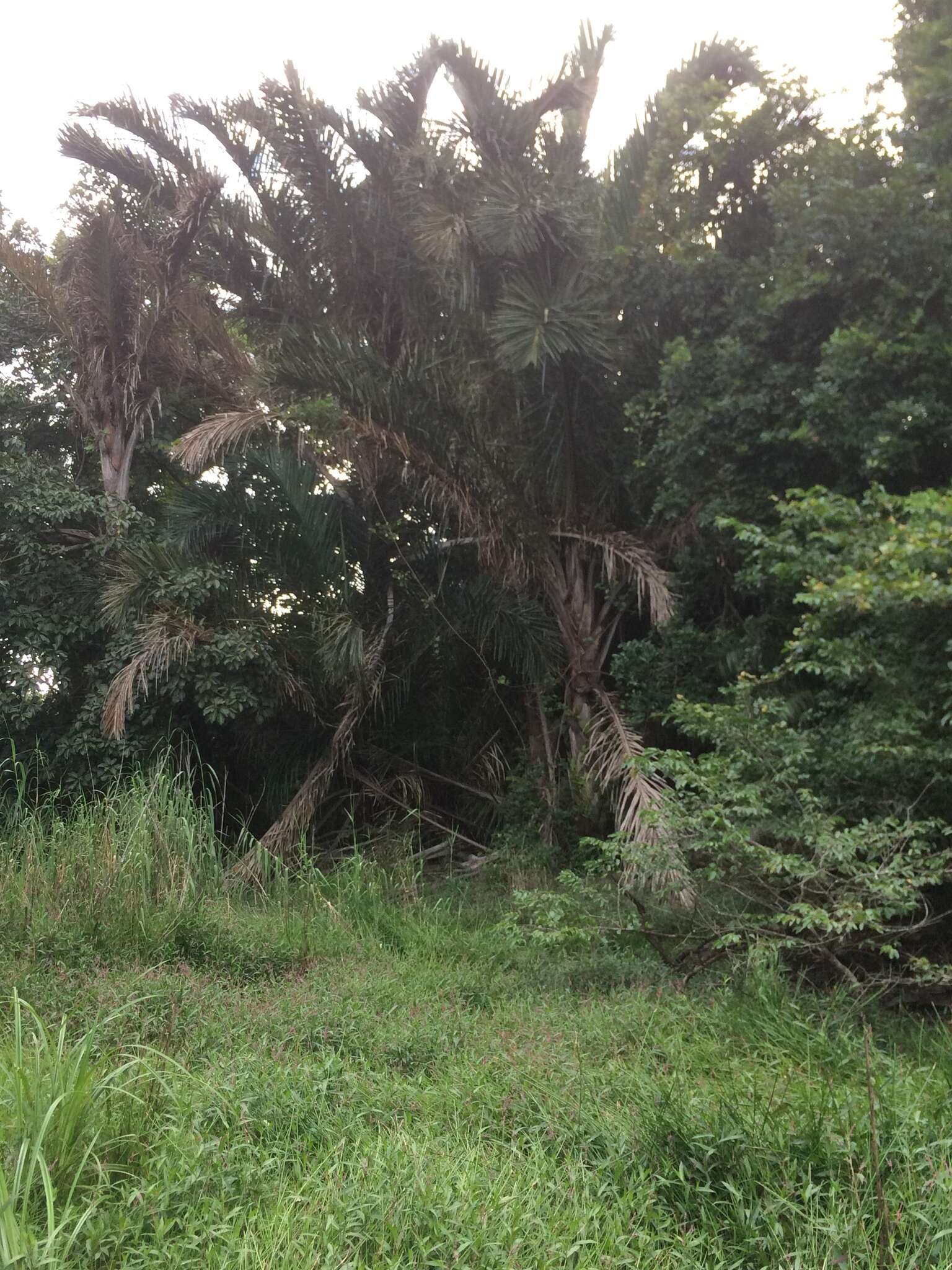 Image of Giant Palm