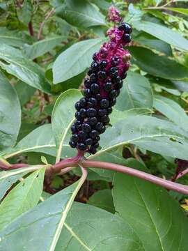 Plancia ëd Phytolacca polyandra Batalin