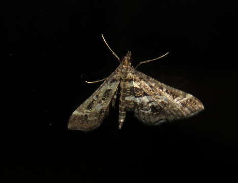 Слика од Diasemiopsis ramburialis Duponchel 1834