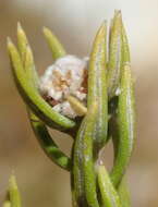Image of Phylica wittebergensis Pillans