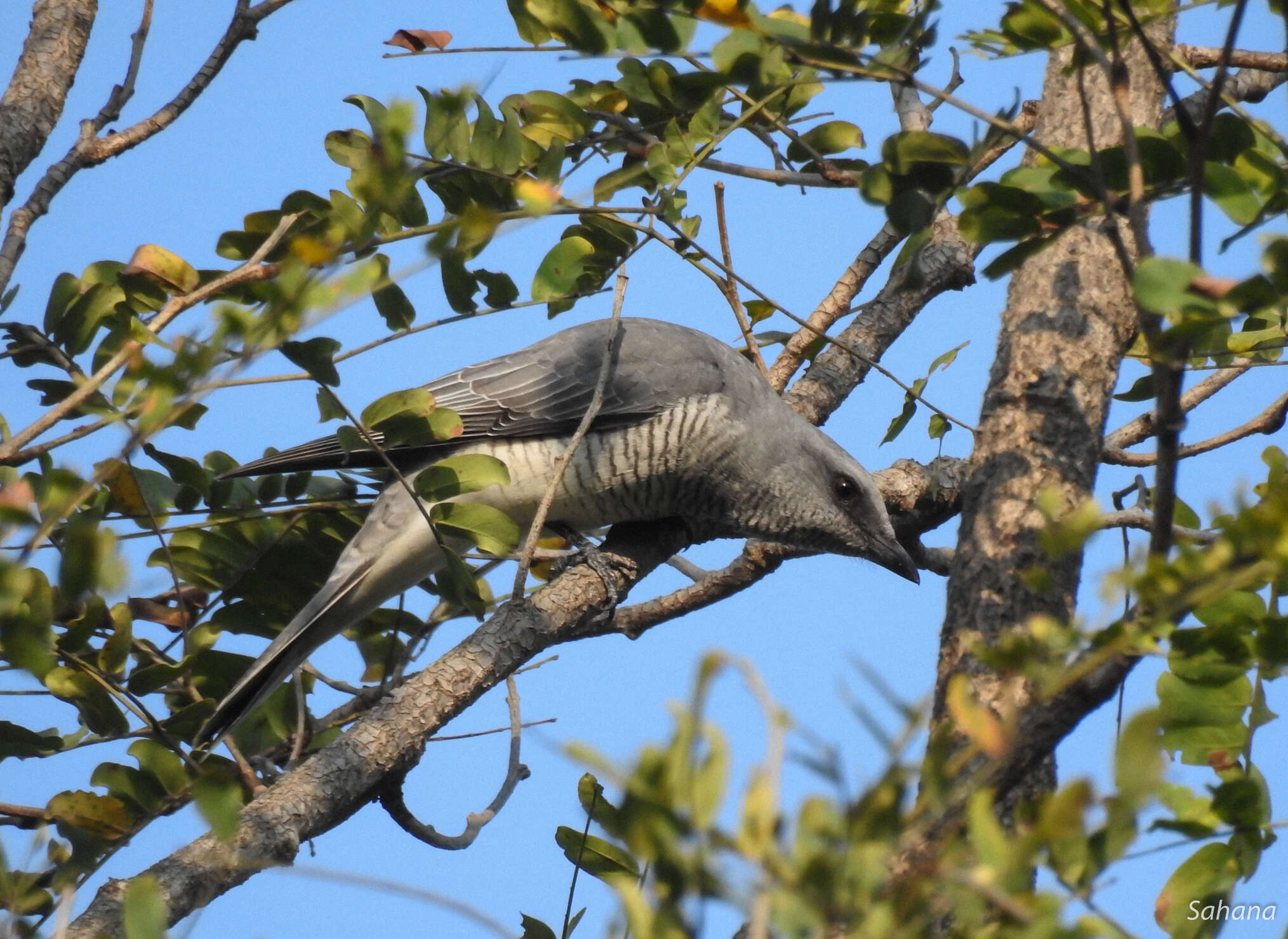 Image of Large Cuckoo-shrike