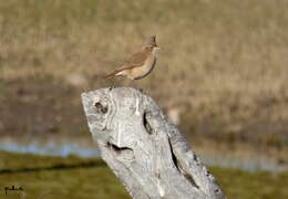 Image of Crested Hornero