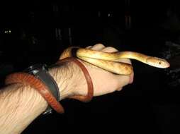 Image of Brown tree snake