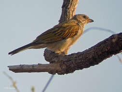 Image of Lesser Honeyguide