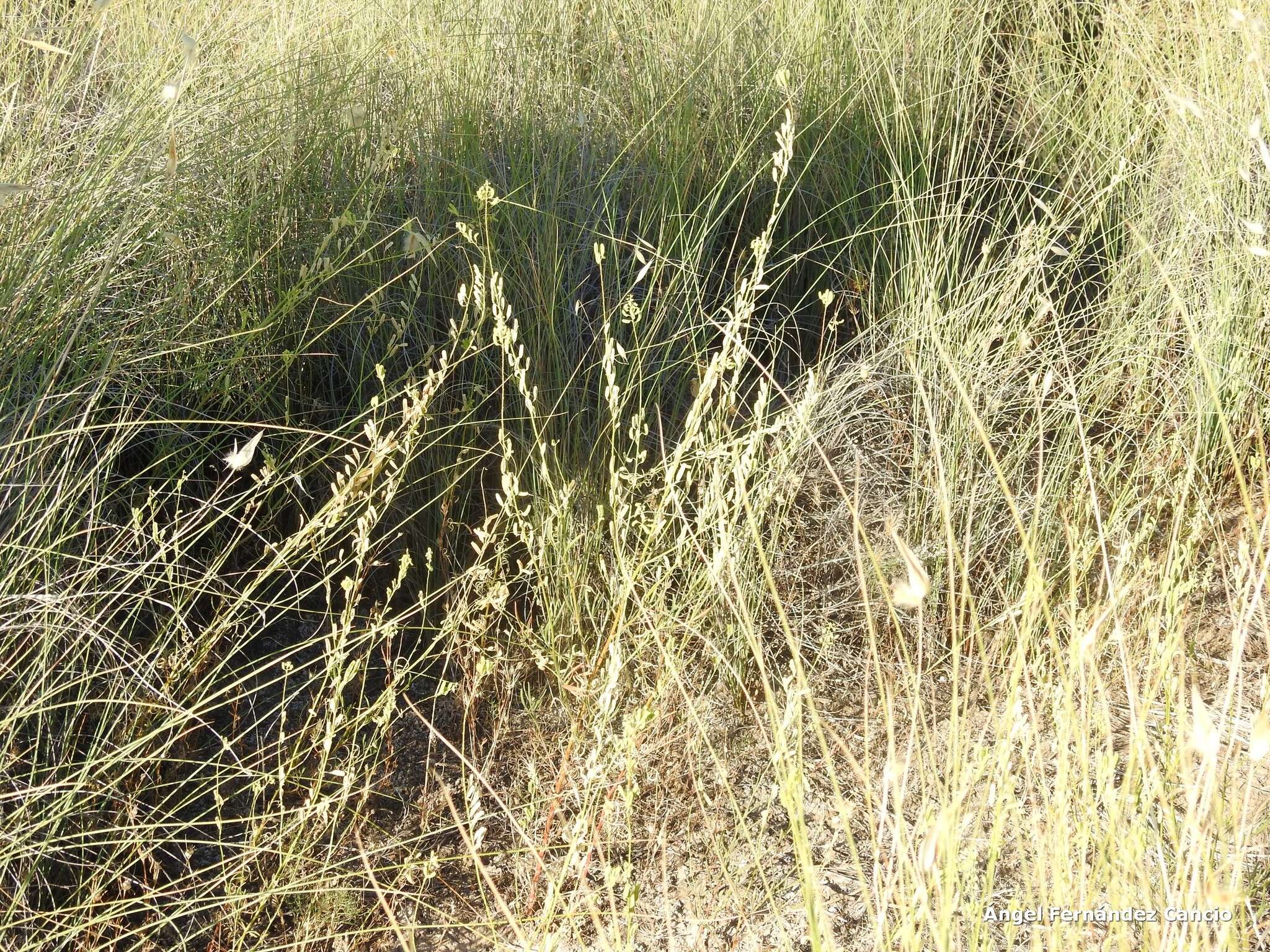 Image of Reseda stricta Pers.