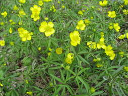 Image of Ranunculus monophyllus Ovcz.