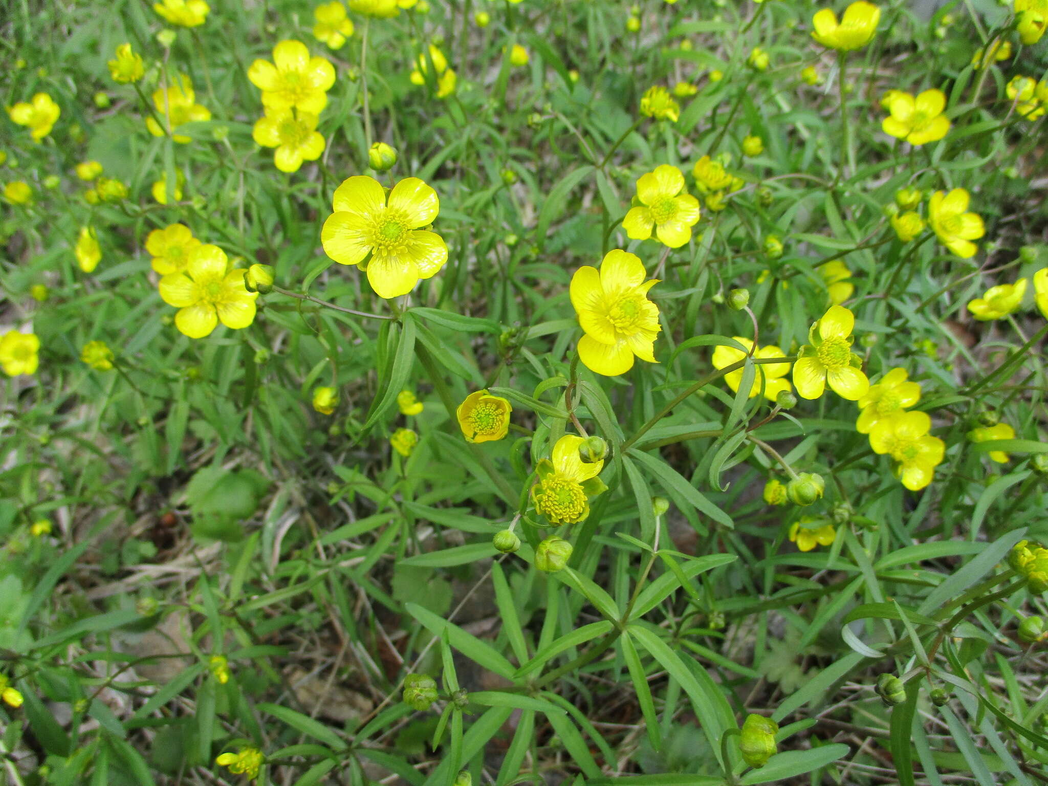 Image of Ranunculus monophyllus Ovcz.