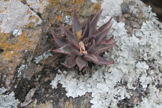 Image of Echeveria bifida Schltdl.