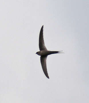 Image of Malagasy Palm Swift