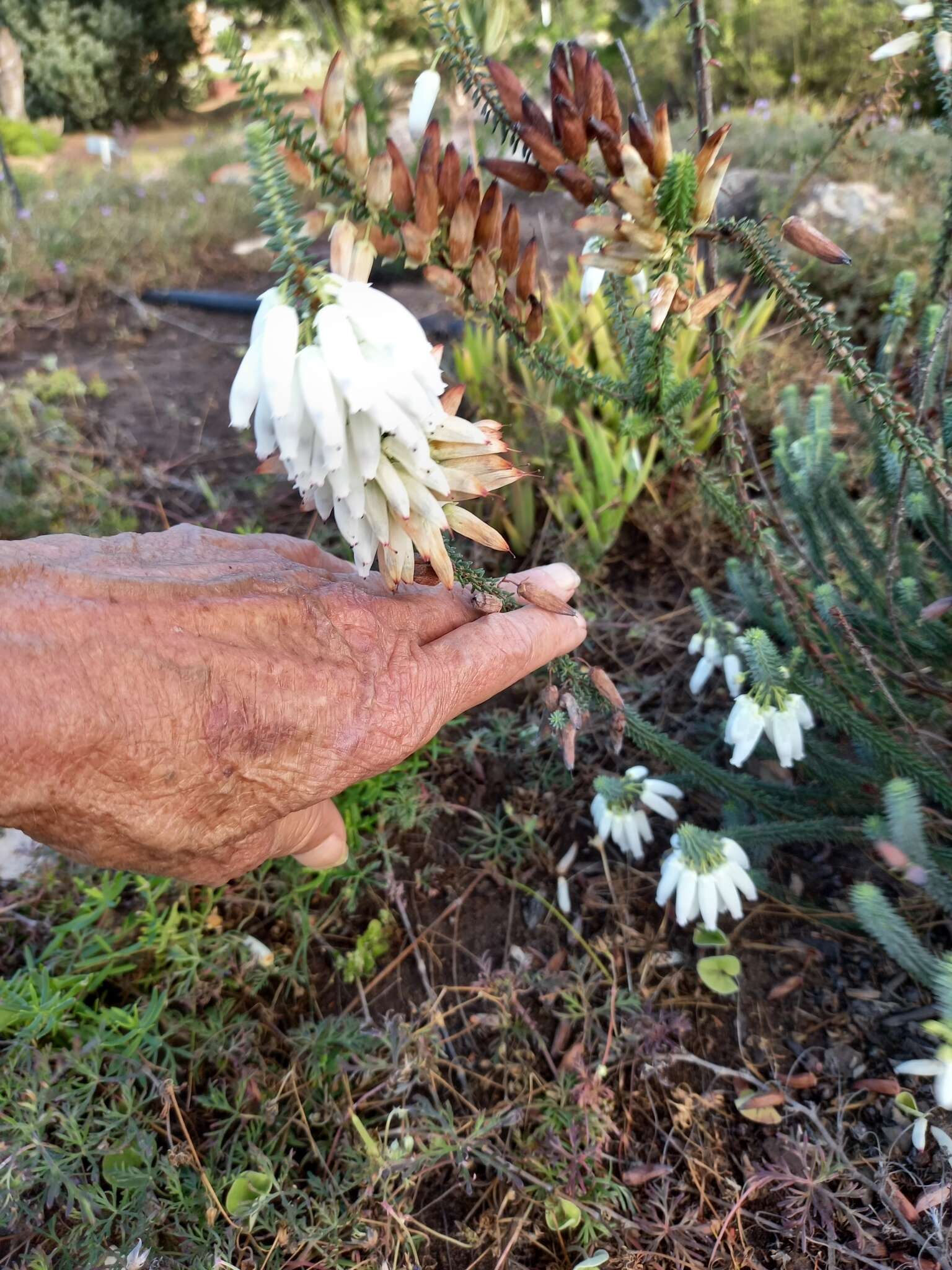 Image of Albertinia Heath